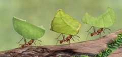 اعجاز القران حول النمل والموت